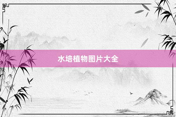水培植物图片大全